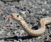Allstate Animal Control photo snake tongue